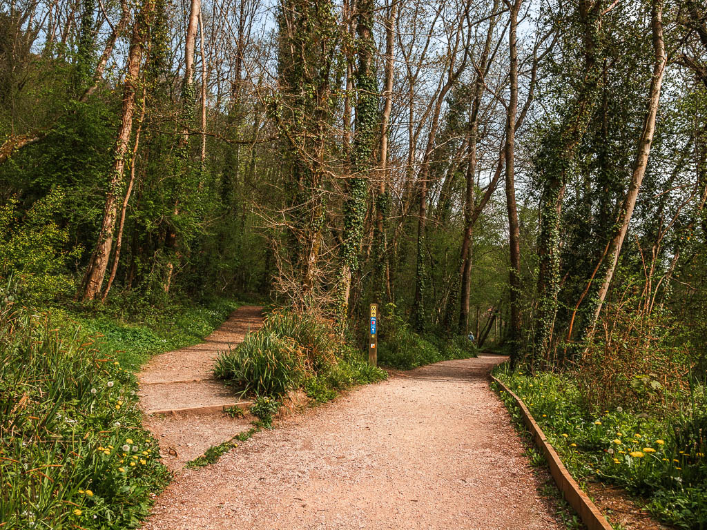 A wide path in the woods, with a steps trail leading up to the left off it.