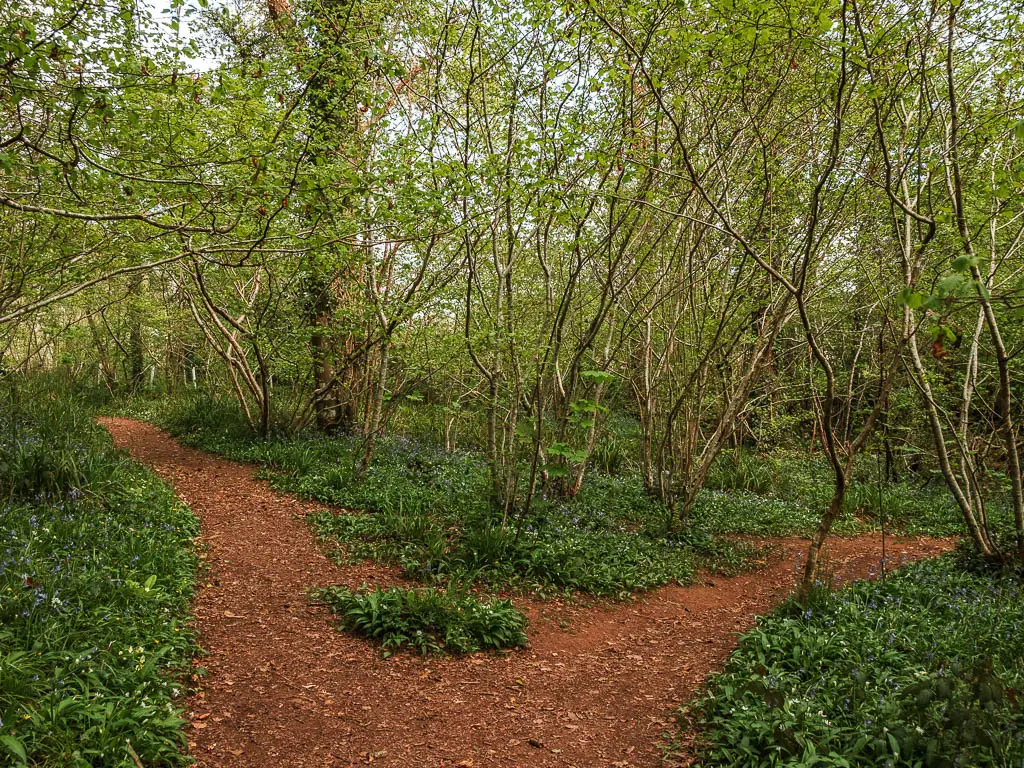 A trail spilt in the woods.