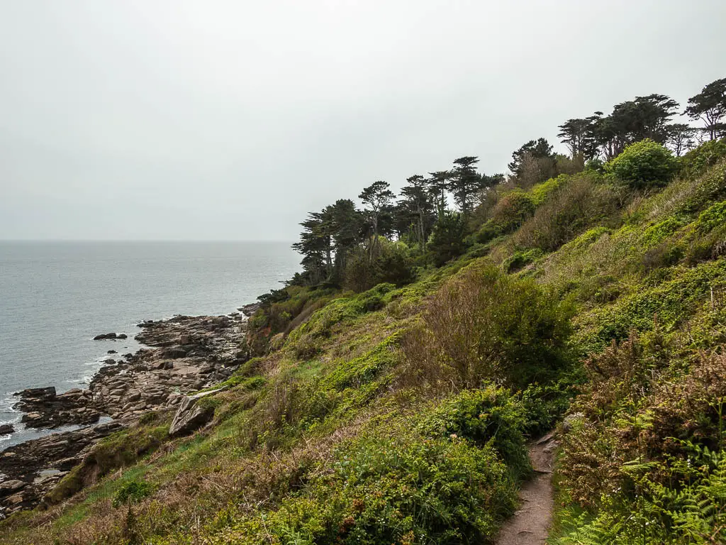 Looking along the side of a grass and bush covered hill towards some trees ahead and the sea to the left.