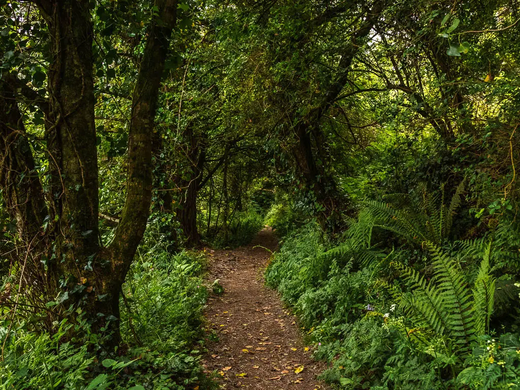 A dirt trail through the woods. The trail is also lined with bushes and fern.