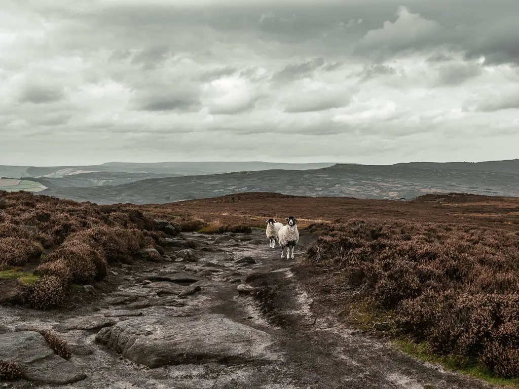 Looking along the dark brown and black rocky dirt path to a couple of sheep. There is heather linng the path.