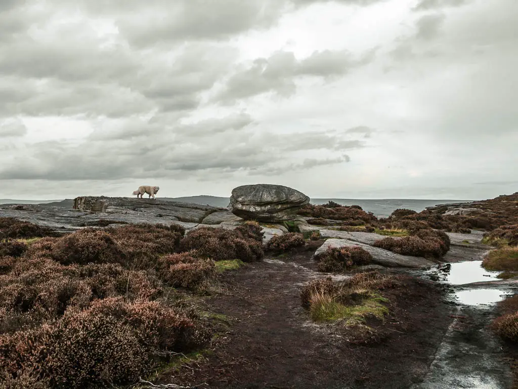 Dirt terrain with groups of heather and some rocks ahead, with a dog walking along them.