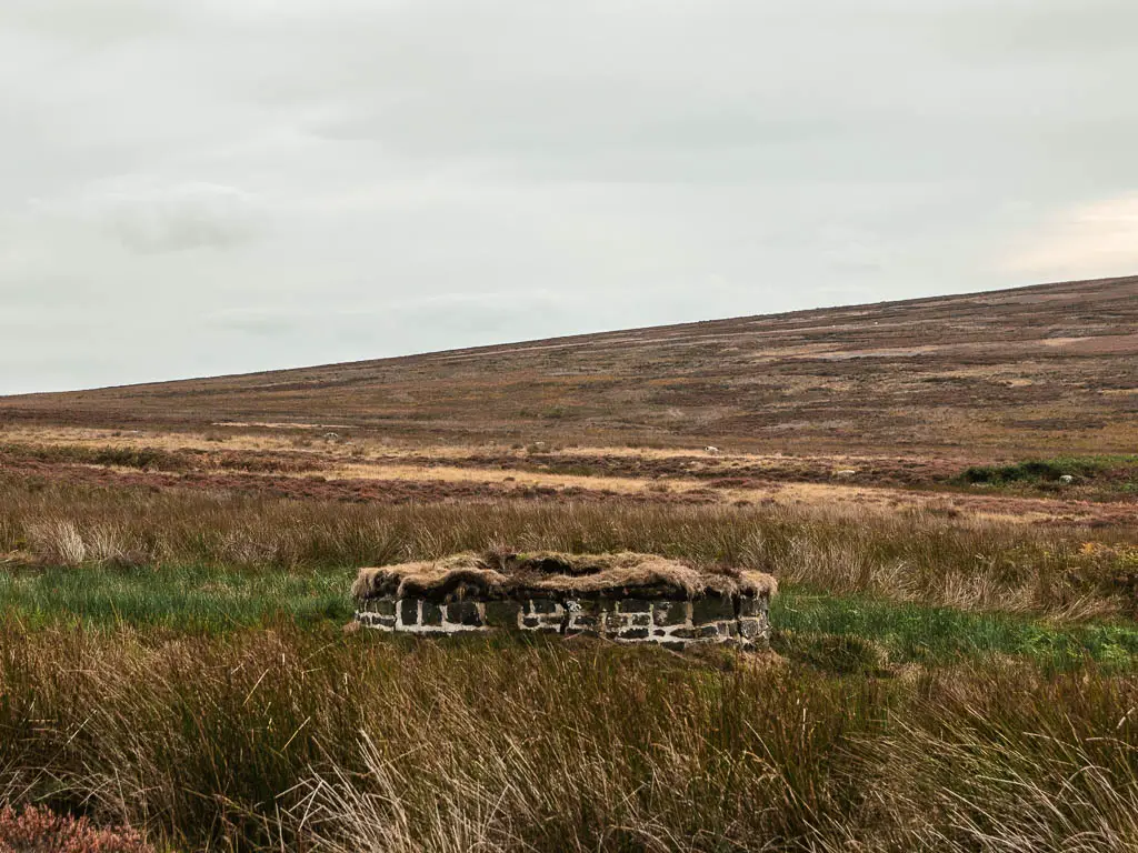 A partially hidden bunk behind the tall grass, with a hill behind it.