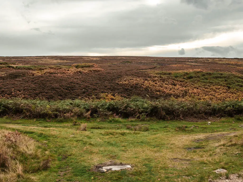 A grass trail T junction, with heather and fern beyond.
