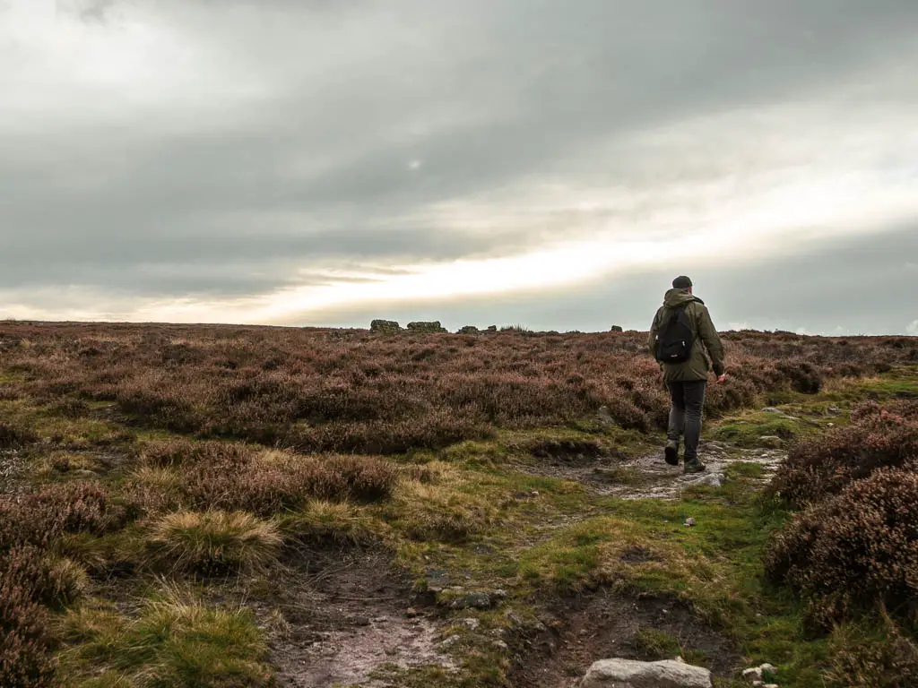 A man walking along a grassy dirt path of the way to Bamford Edge. The path is surround by heather.