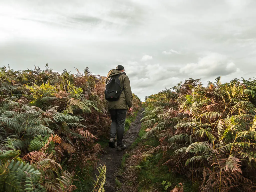 A man walking up a dirt trail, surround by heather on the Bamford Edge circular walk.