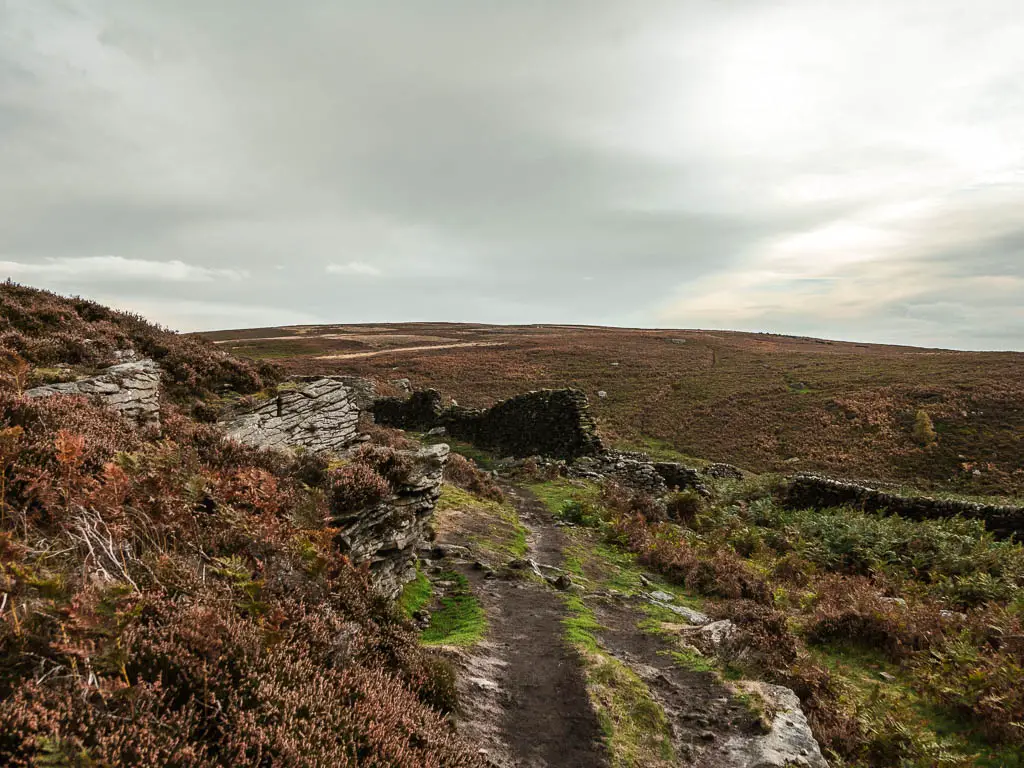 A dirt path surrounded by patches of grass, fern, and some stone wall ruins.