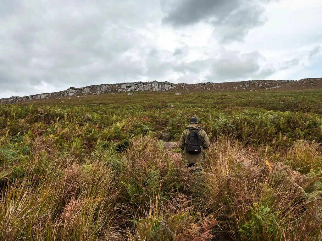 A man walking through the tall grass with the Stanage Edge rock face ahead up the hill.