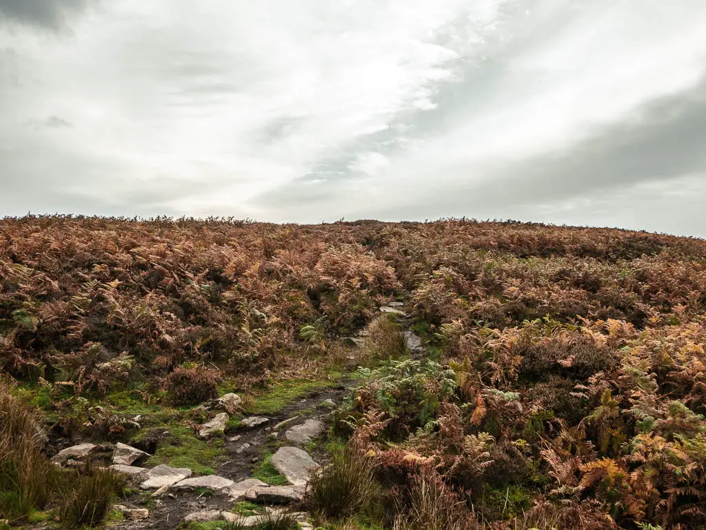 A rocky grassy dirt path through the mass of fern, on there walk towards Bamford Edge.