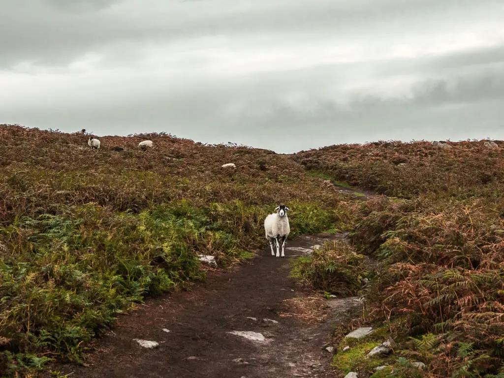 A dirt path surrounded by fern and a few sheep.