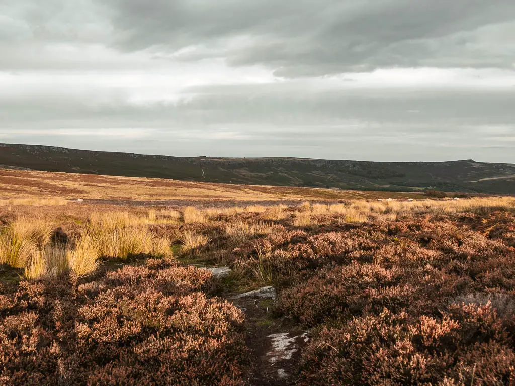 Looking across a large open moorland area with heather and tall yellow grass, and a big hill in the distance.