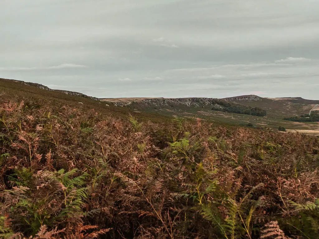 A mass of tall fern.