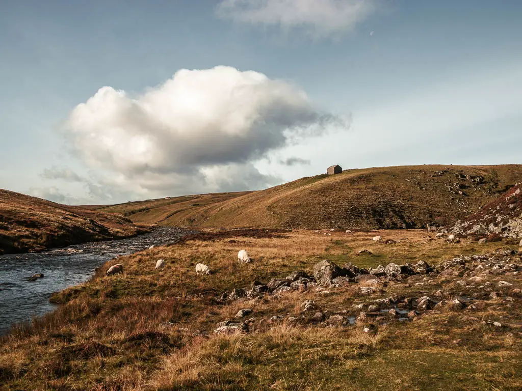 Looking across the overgrown grassy and rocky ground, with the river to the left on the walk away from Cauldron Snout in the North Pennines. In the distance there is a hill with a small hut on top. There are a few sheep grazing on the grass.