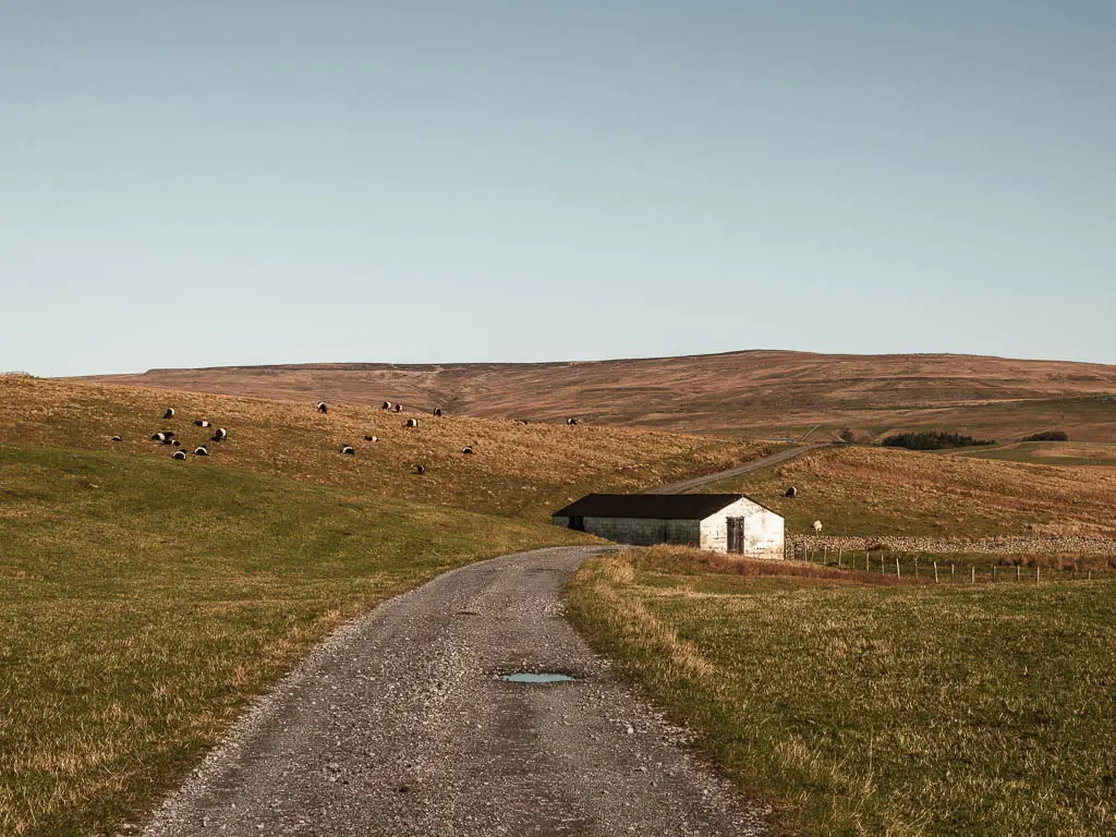 A gravel road leading to a white coloured shed, with hills rising up behind it. There are lots of black cows with one white stripe grazing on the hill.