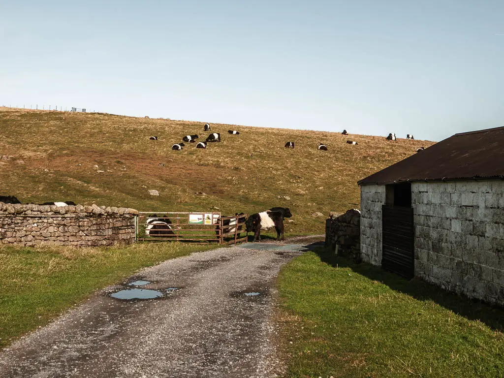 A gravel road leading around the white shed. There is a fence on the road ahead and a cow scratching himself on it. There are more cows grazing on the hill rising up on the other side.