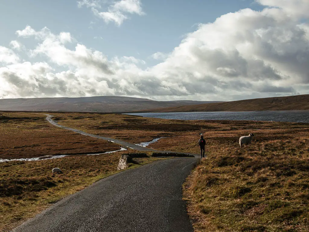 A man walking along a long winding black tarmac road, on the way to Cauldron snout. The road is surrounded by marshland with the Cow green Reservoir to the right. There is one sheep standing next to the road.