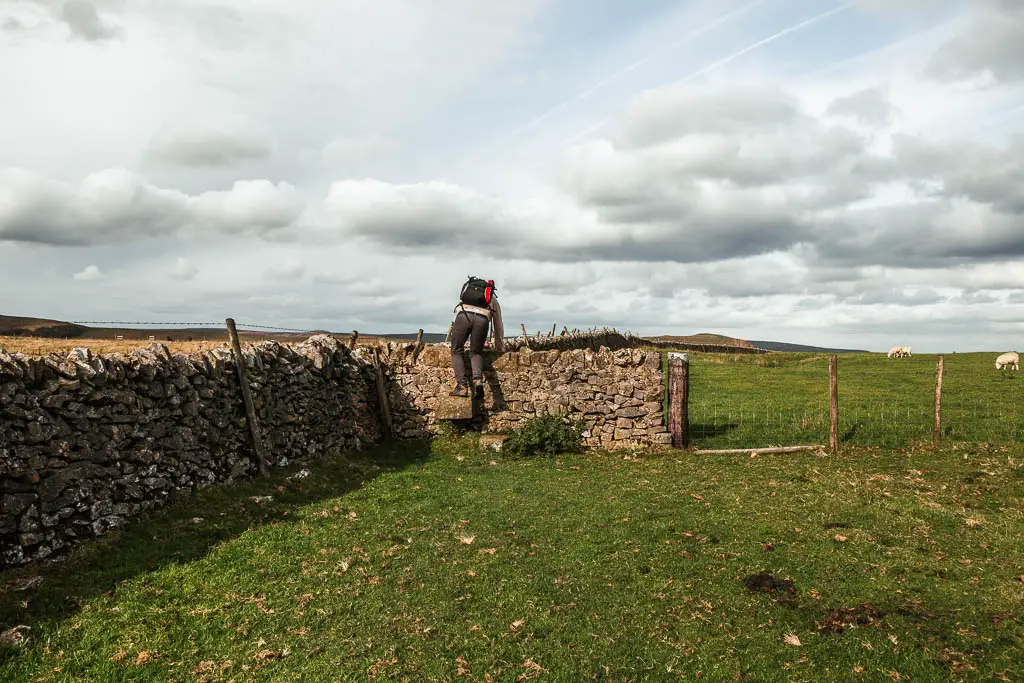 A man walking up stone steps to climb over the stone wall from one field to another.