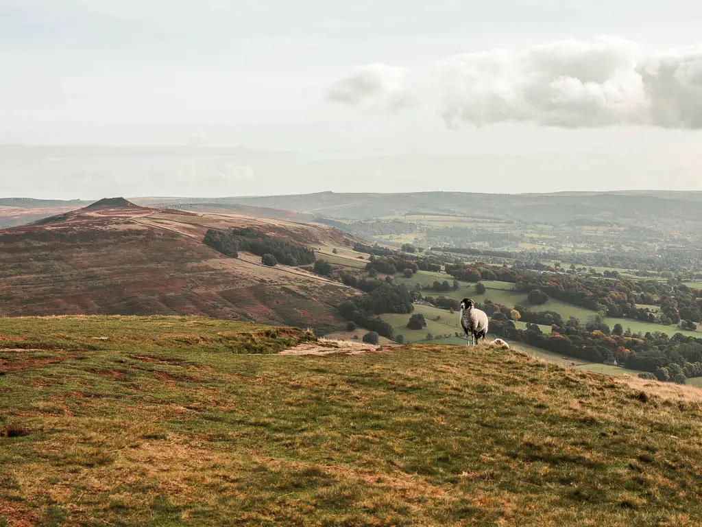 The grassy hill top, with a sheep standing ahead, and some hill peaks in the distance.