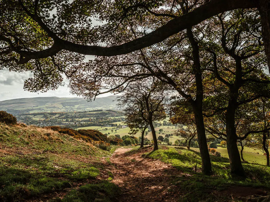 A dirt path leading under some trees.
