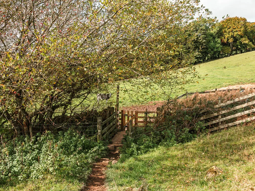 A small dirt path leading to a wooden fence and gate. There is a tree with branches overhanging the gate.