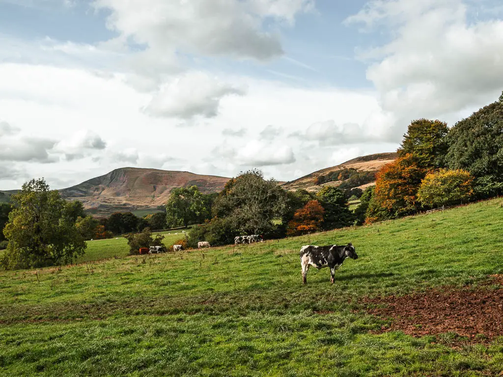 A cow standing in a field during the circular walk route, with Mam Tor rising high in the distance. 