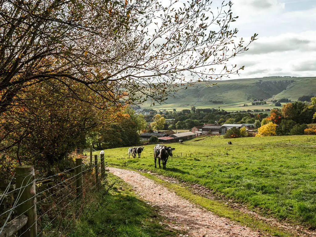 Two cows standing in the field, next to the gravel path. There is a wire fence and trees to the left of the path.