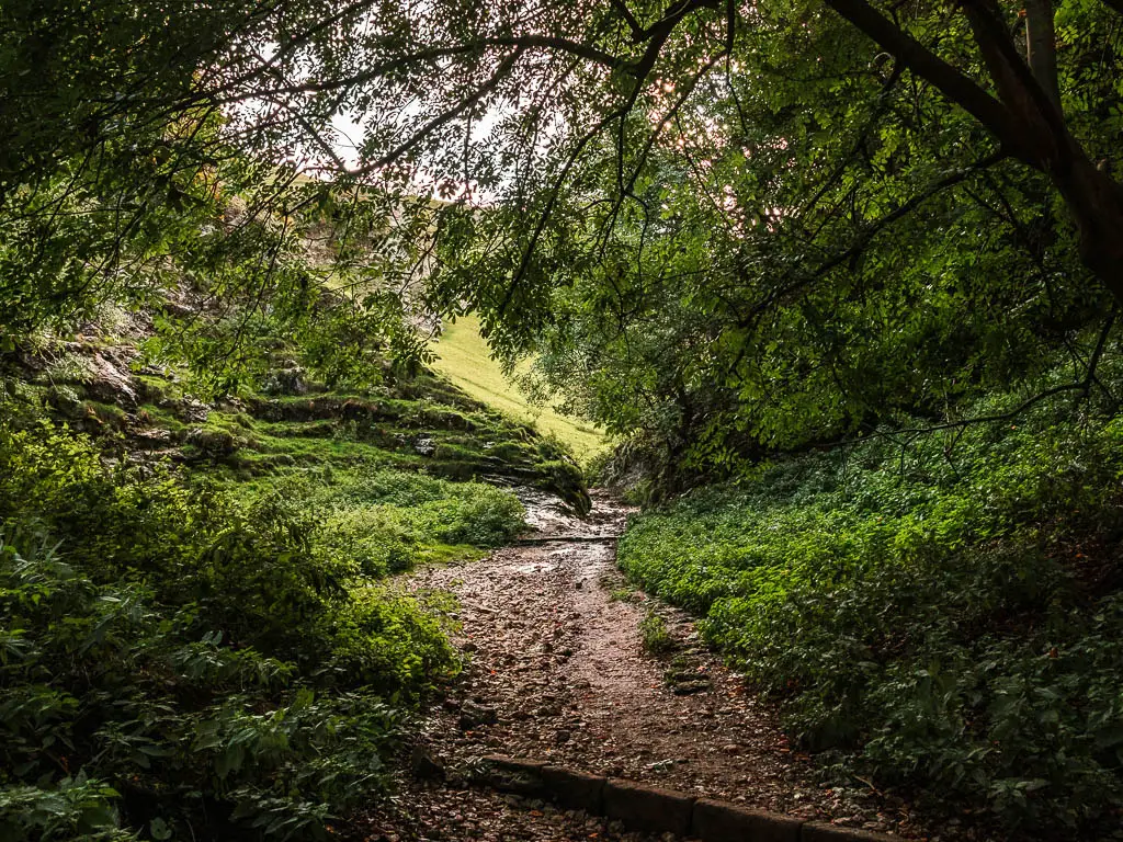 A stoney dirt path leading through Cave Dale, The path is surrounded by green grass and bushes on the valley hills. There are trees overhanging.