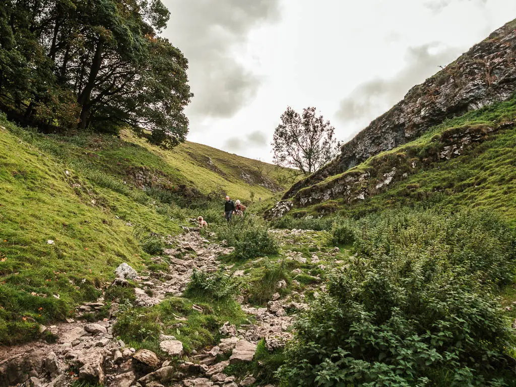 Looking up along the rocky path of Cave Dale, with a grass hill on either side, on the curler Mam Tor walk route. There are two people and a dog walking down the path.
