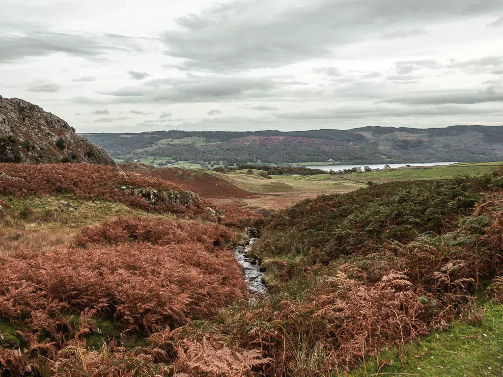 A small stream just about visible through the fern and grass.