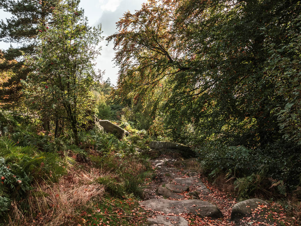 A path with rock boulders leading through the woodland trees as the light shines through.