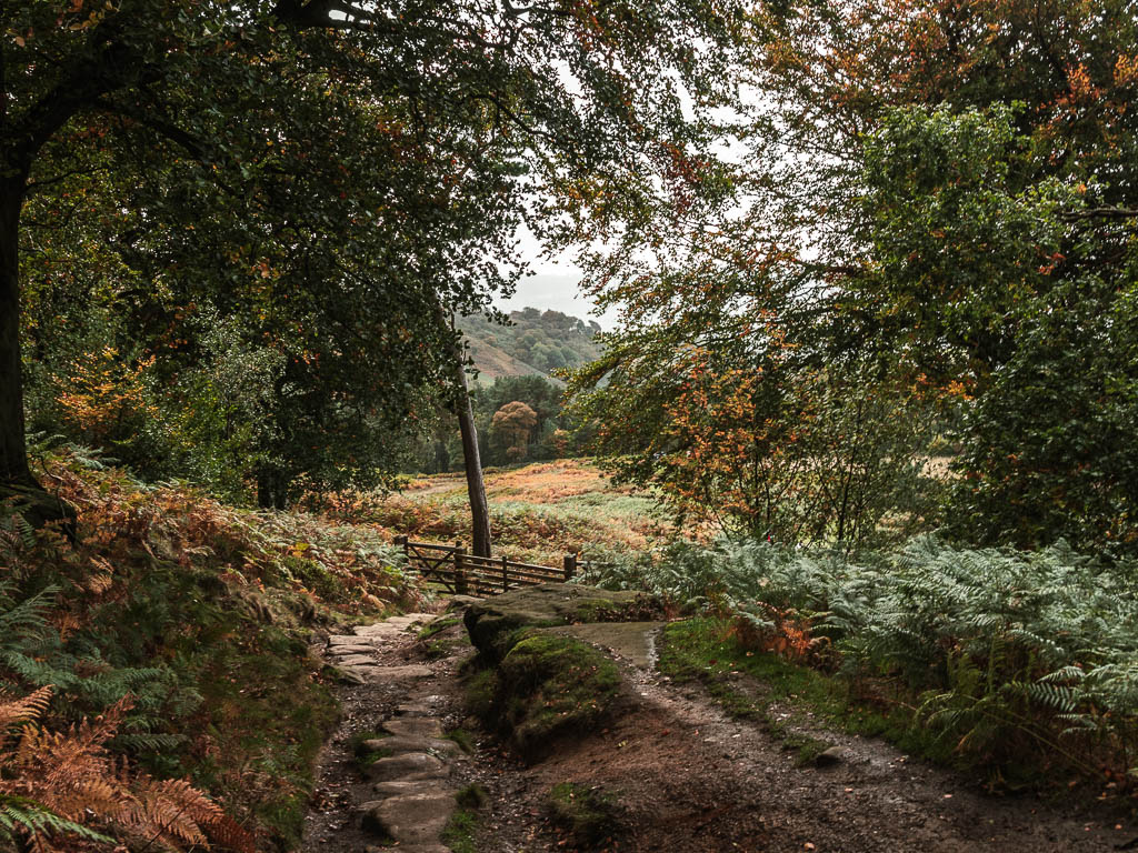 A rugged dirt path in the woodland, with a view to the fern filled field though a gap ahead.