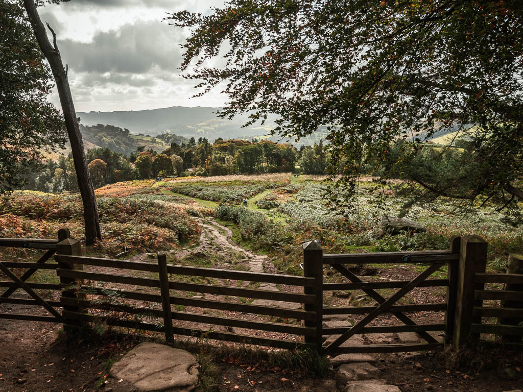 A wooden fence and gate leading to a filed of fern with a few grass trails running through it.