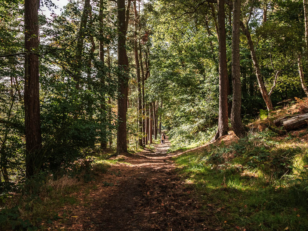 A wide dirt trail leading downhill though the tall trees of the woodland, with rays of light shining through.