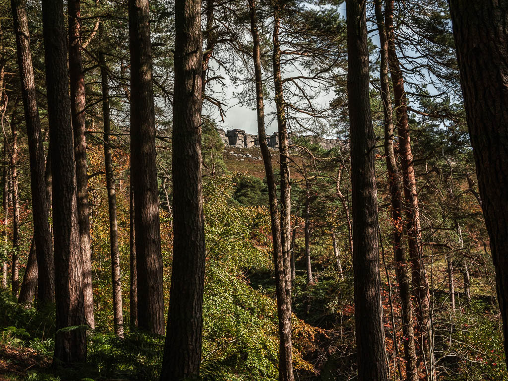 Looking through a gap in the tree trunks towards Stanage Edge, on the walk through the woods.