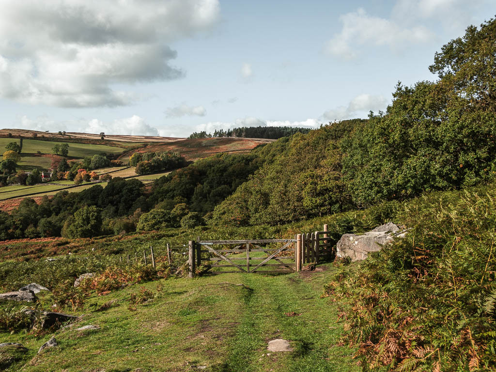 A grass trail leading to a wooden gate, with woodland trees ahead.