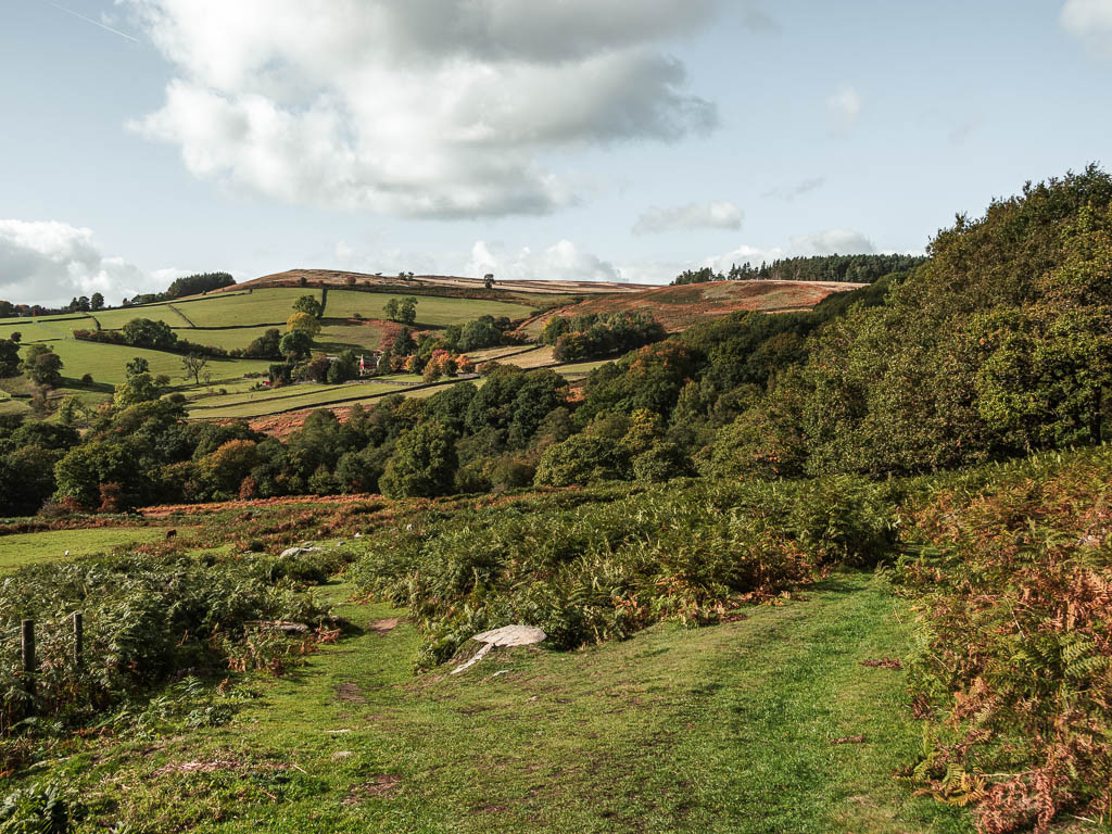 A grass trail fork split, with a wall of woodland trees ahead and the hills rising up beyond them.