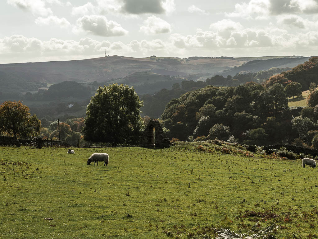 A large grass field with some sheep grazing and small chapel ruins on the other side.