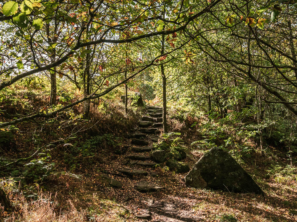 Wooden steps leading up through the woods.