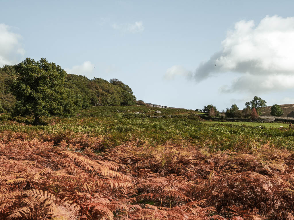 Looking across the red fern towards Stanage Edge in the distance, along the circular walk rout.