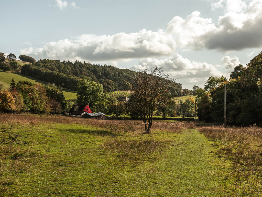 A grass field with a trail split, and some trees and a house with a wall covered in red ivy ahead.