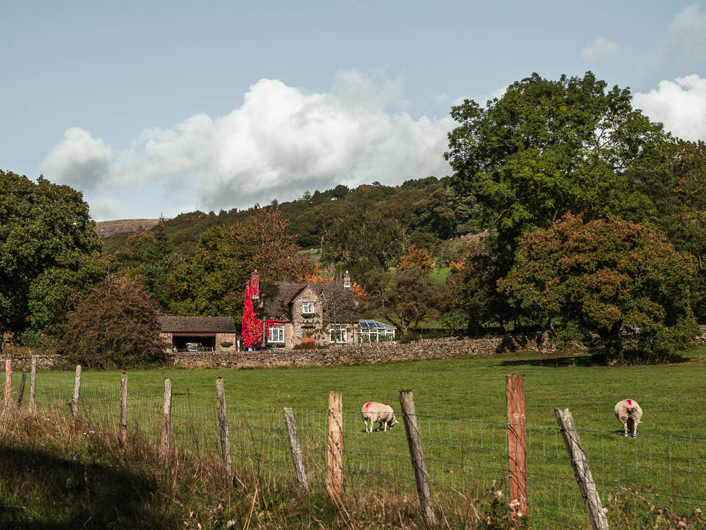 Looking across a wire fence to a field with sheep, towards a house with a wall covered in red Ivy.