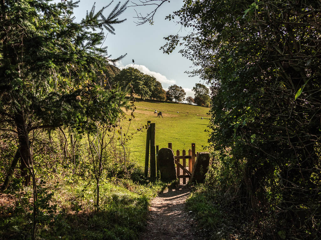 A small wooden gate surround by trees, leading the a large green field on the other side.