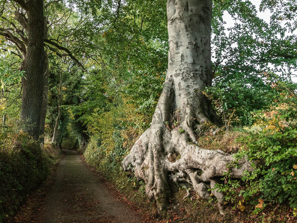 A large tree with exposed tree roots on the side of the road.