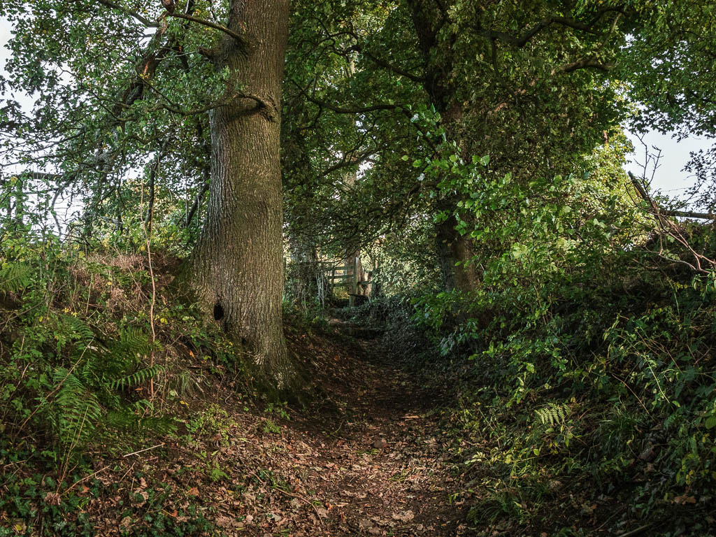 A dirt path under the trees.