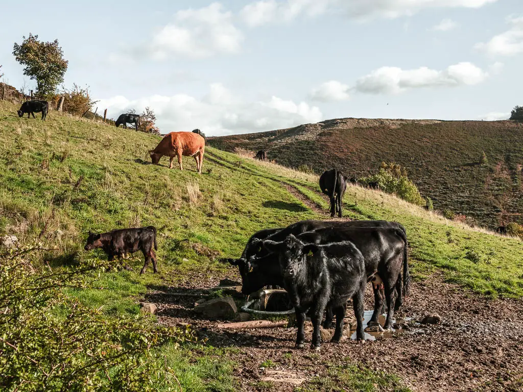 Brown and black cows and calfs on the side of a hill.