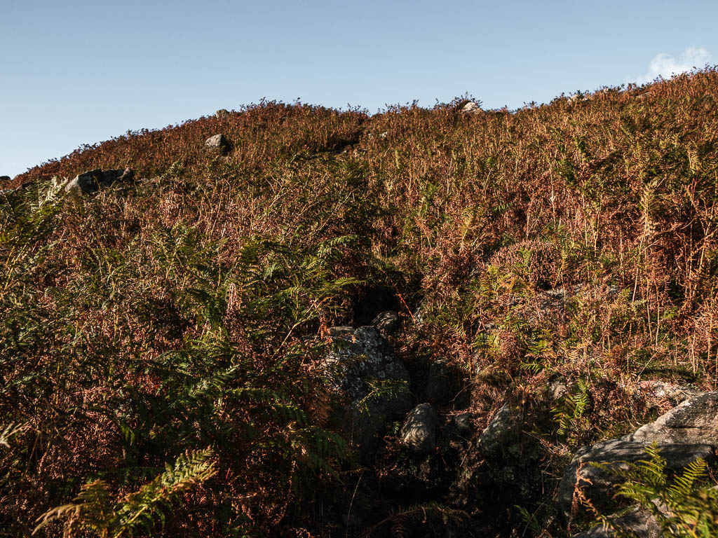 A rocky narrow path leading uphill through the fern.