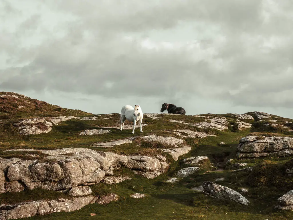 Two horses standing on a tor in Dartmoor National Park. One horse is white, the other is black. It's a cloudy day.