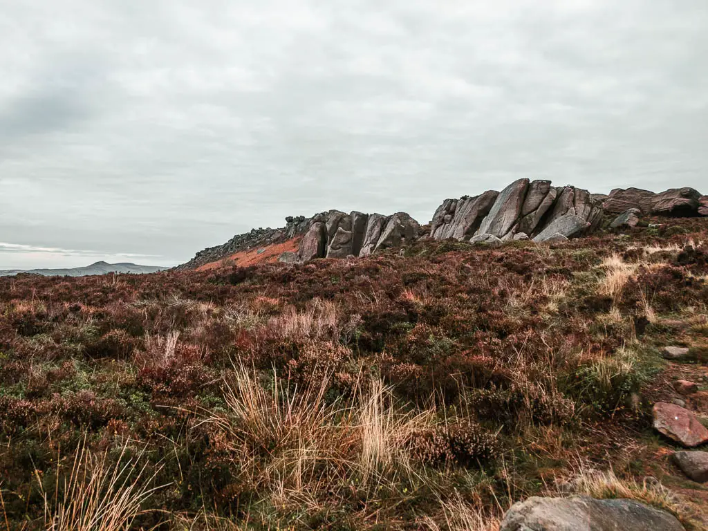 Looking across the heather towards the rock face of the Roaches, when walking in the Peak District.