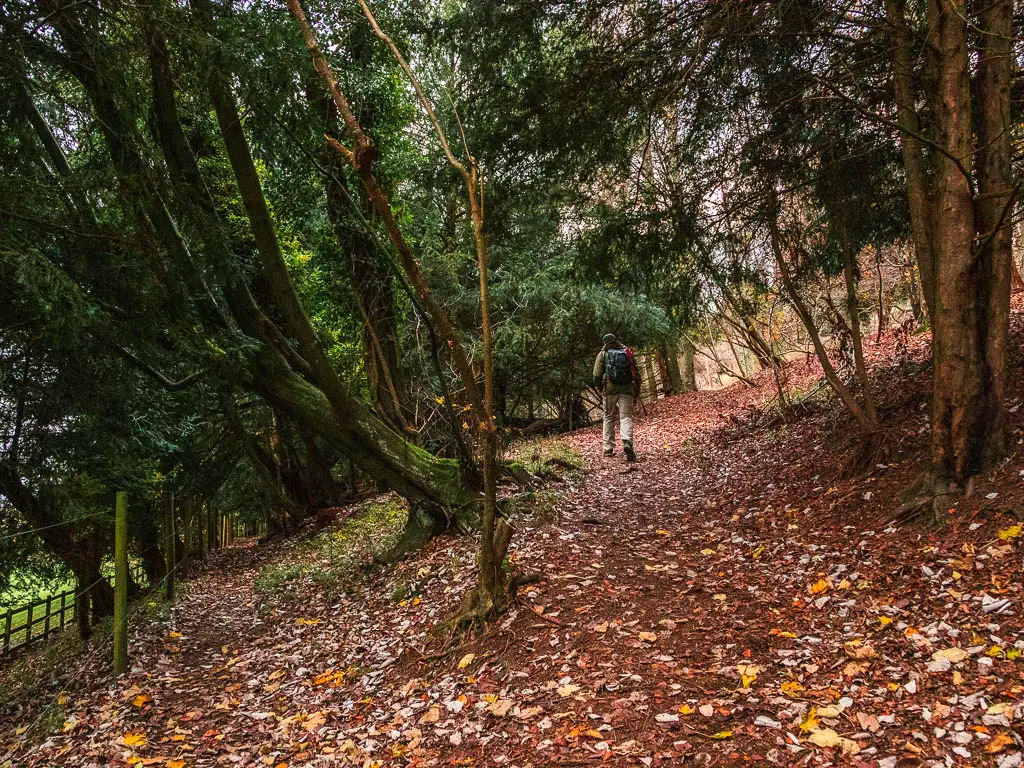 A man walking up a trail covered in fallen leaves in the woods, on the walk back to Henley from Hambleden.