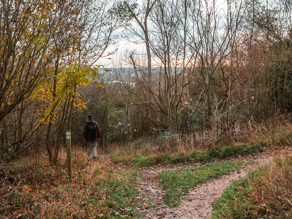The main trail curving to the right, and a side trail going straight ahead, surround by leafless trees. There is a man walking on the trial straight ahead.